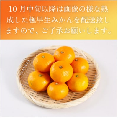 佐賀県産 極早生みかん 合計約2.5kg(伊万里市)