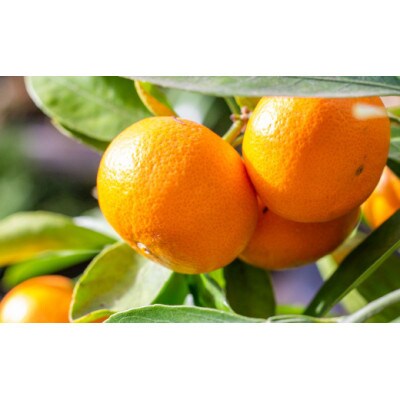 伊万里産 温州みかん 約7kg(伊万里市)