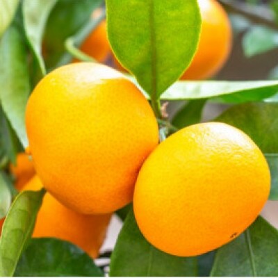 佐賀県産 あんみつ姫 約4kg(伊万里市)