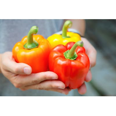 みずみずしい食感と爽やかな甘さが魅力!　ロクマルパプリカMサイズ20玉入