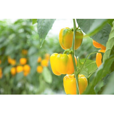 みずみずしい食感と爽やかな甘さが魅力!　ロクマルパプリカMサイズ20玉入