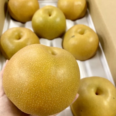 伊万里梨　あきづき2.5kg