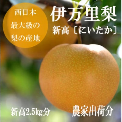 伊万里梨　新高2.5kg