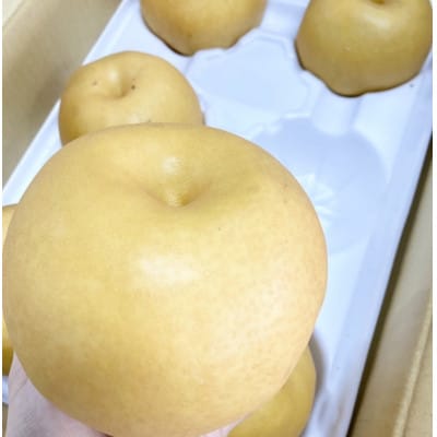 伊万里梨　新高2.5kg