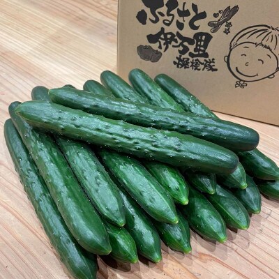 伊万里産　新鮮カリカリ　きゅうり　2.5kg　通年発送
