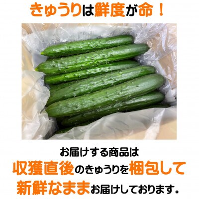 伊万里産　新鮮カリカリ　きゅうり　2.5kg　通年発送