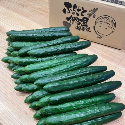 伊万里産　新鮮カリカリ　きゅうり　5kg　通年発送