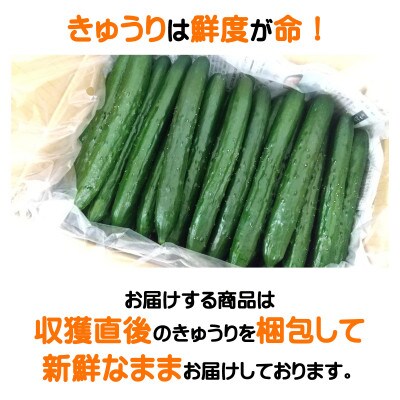 伊万里産　新鮮カリカリ　きゅうり　5kg　通年発送