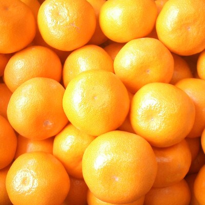 かんきつの名産地の佐賀より!冬の定番!佐賀産さがみかん約5kg箱(伊万里市)