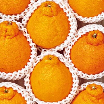 佐賀産かんきつ・デコポン8-12玉(約2.5kg箱)(伊万里市)