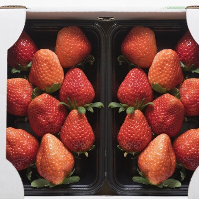 佐賀産名物いちご　ほのか・さがほのか2パック(伊万里市)
