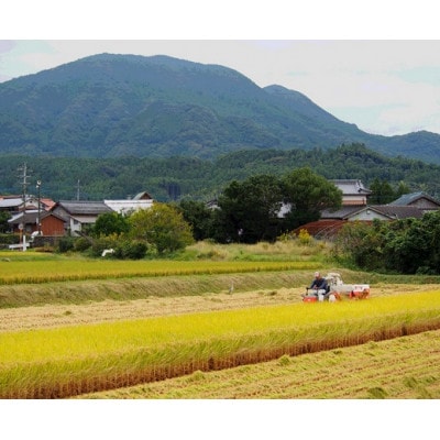 令和4年伊万里産　鶴田農園の「さがびより」10kg