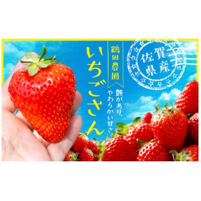 伊万里産「いちごさん」250g×4パック　～鶴田農園～