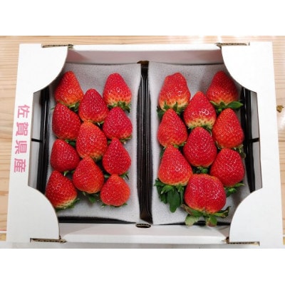 伊万里産「いちごさん」250g×4パック　～鶴田農園～