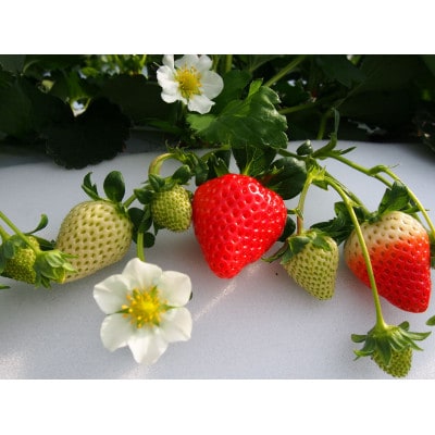 伊万里産「いちごさん」250g×4パック　～鶴田農園～