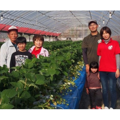 伊万里産「いちごさん」250g×4パック　～鶴田農園～