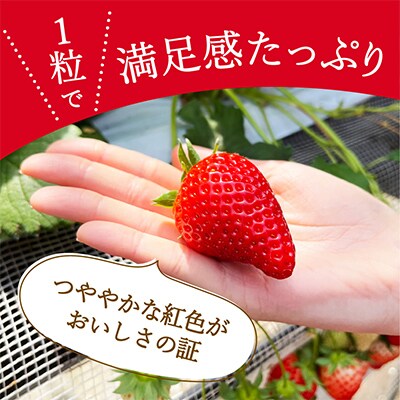 伊万里産「いちごさん」250g×4パック　～鶴田農園～