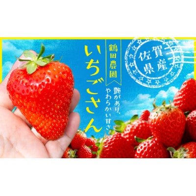 伊万里産 大きい粒「いちごさん」 450g×2パック ～鶴田農園～ | 佐賀県