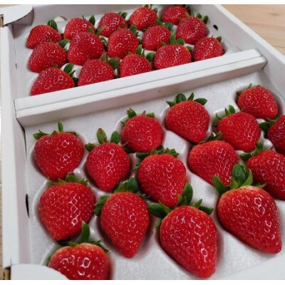 伊万里産　大きい粒「いちごさん」　450g×2パック　～鶴田農園～