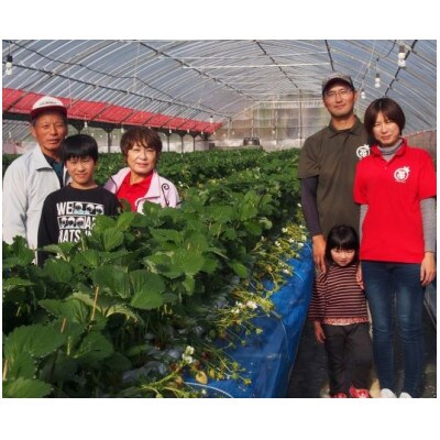 伊万里産　大きい粒「いちごさん」　450g×2パック　～鶴田農園～