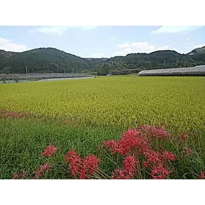 令和7年 伊万里産 鶴田農園の「さがびより」10kg