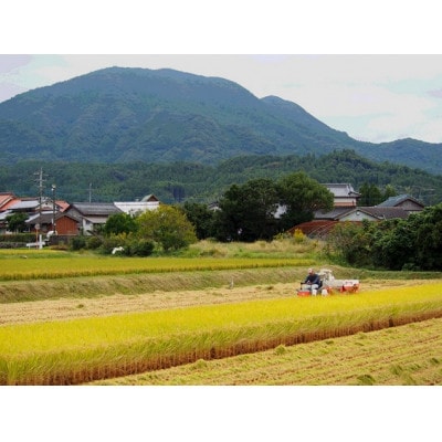 令和7年 伊万里産 鶴田農園の「さがびより」10kg