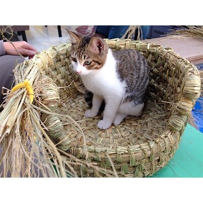 信楽産 稲わら製 【猫ちぐらB】