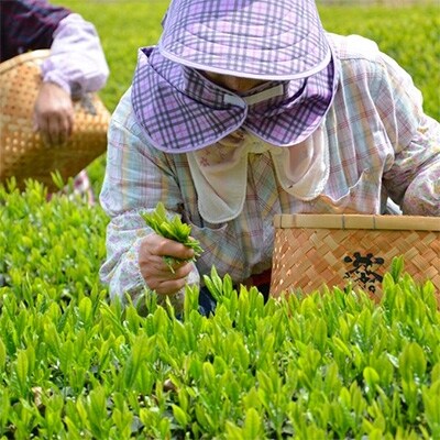季節限定!日本茶発祥の地から贈る若々しい新茶【100g×2　約40杯分】