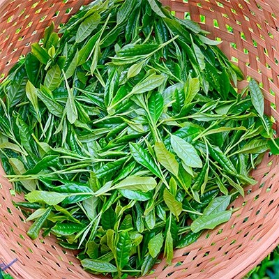 季節限定!日本茶発祥の地から贈る若々しい新茶【100g×2　約40杯分】