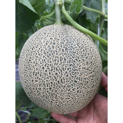 KOSOLメロンシャーベット