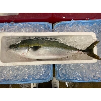 寒ブリ(生・刺身可)しゃぶしゃぶ用(3人前分)