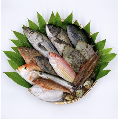 京都府宮津市産　山一水産　鮮魚セット　約4～5kg