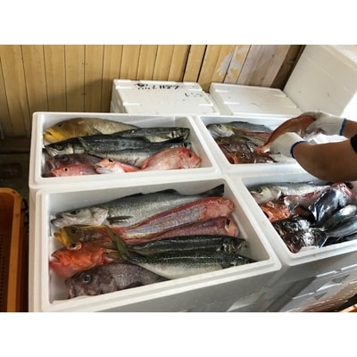 京都府宮津市産　山一水産　鮮魚セット　約4～5kg