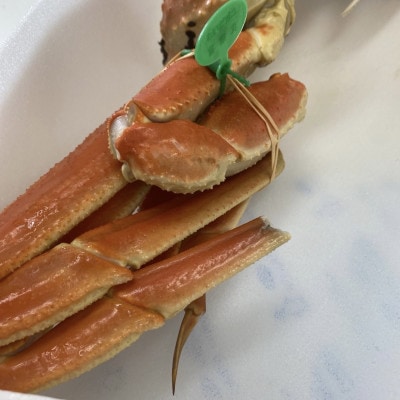 松葉ガニ　茹で　タグ付き　1.2kg up