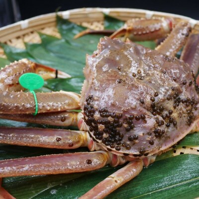 松葉ガニ　茹で　タグ付き　1.2kg up
