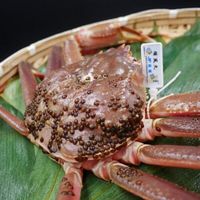 松葉ガニ　茹で　タグ付き　1.3kg up　2杯