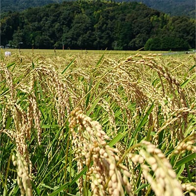 【令和7年産】【新米/産地直送】特別栽培米 宮津産丹後コシヒカリ「つやっ娘」5kg