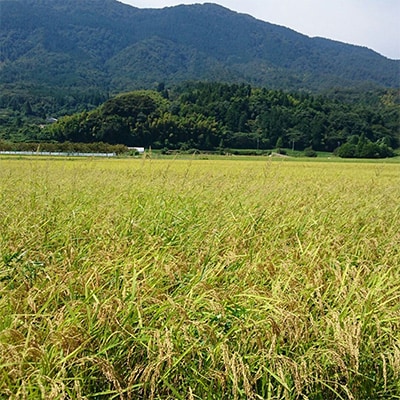 【令和7年産】【新米/産地直送】特別栽培米 宮津産丹後コシヒカリ「つやっ娘」5kg