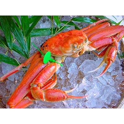 茹で松葉蟹 特大1杯 (約1,000g級※湯がき前) と 茹でコッペがに 5匹 (大サイズ)セット
