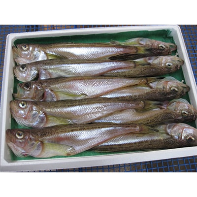 ハタハタ(特大)　干物　一夜干し　450g×2箱