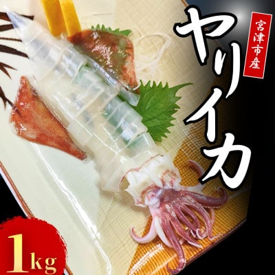 京都宮津産 新鮮ヤリイカ 刺身用 冷凍 約1kg