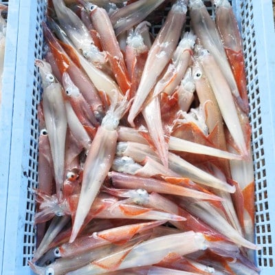 京都宮津産 新鮮ヤリイカ 刺身用 冷凍 約1kg