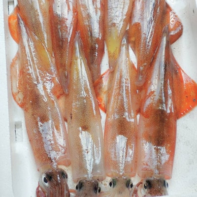 京都宮津産 新鮮ヤリイカ 刺身用 冷凍 約1kg