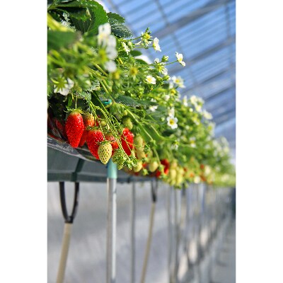 ホテルのいちご農園 "Royal Strawberry Park″の贈り物 いちごコンフィチュール