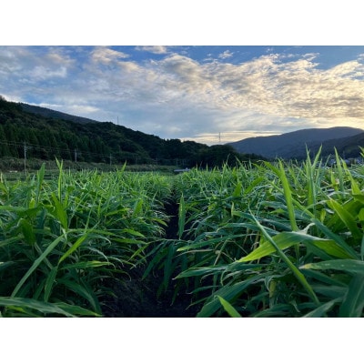新生姜2kg(年間を通じて栽培圃場では栽培期間中農薬・化学肥料・除草剤不使用)