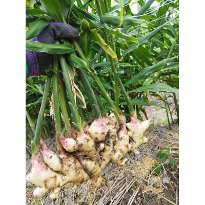 新生姜2kg(年間を通じて栽培圃場では栽培期間中農薬・化学肥料・除草剤不使用)