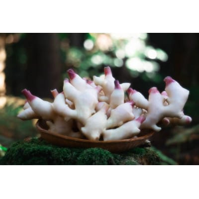 2026年10月頃発送分　京の秋　新生姜2kg(土付)　栽培期間中農薬・化学肥料・除草剤不使用