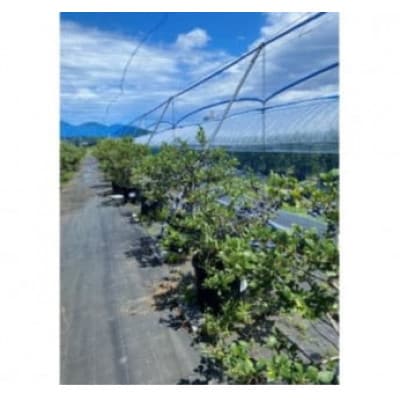 ブルーベリーピューレ 3個セット(ブルーベリー100%　無糖)