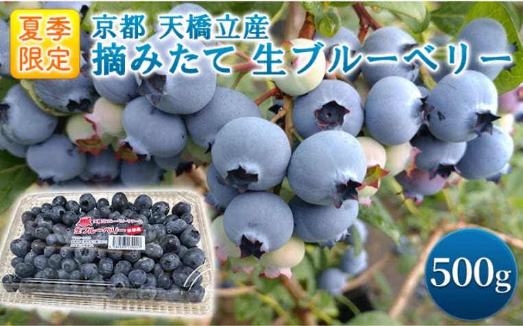 【先行受付】 摘みたて 生ブルーベリー 500g (2026年6月下旬～順次発送予定)京都天橋立産