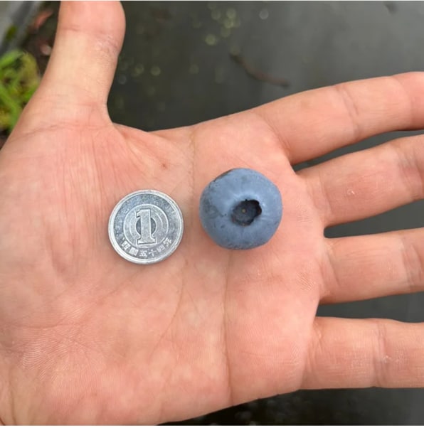 【先行受付】 摘みたて 生ブルーベリー 500g (2026年6月下旬～順次発送予定)京都天橋立産